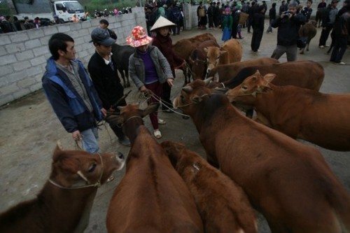 Raising cows in Ha Giang Karst Plateau - ảnh 2